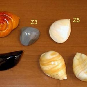Shells